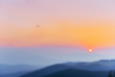 Pine tree forestの写真素材