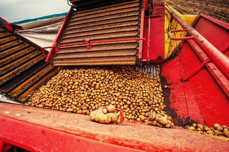 pile of potatoes on  trailer with vintage tractorの写真素材