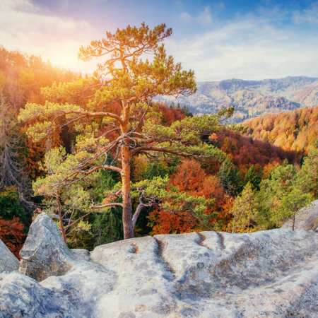 Large stone in the forestの写真素材
