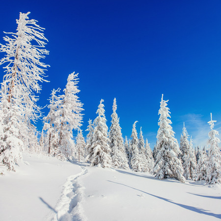 magical winter snow covered treeの写真素材