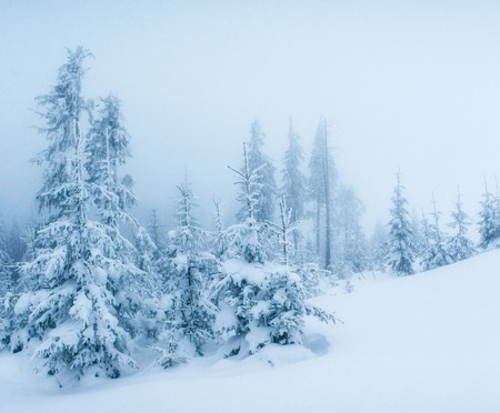winter landscape trees in frostの写真素材