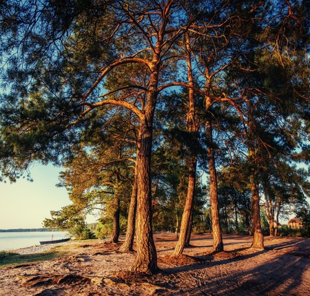 pine tree in the sand on the beachの写真素材