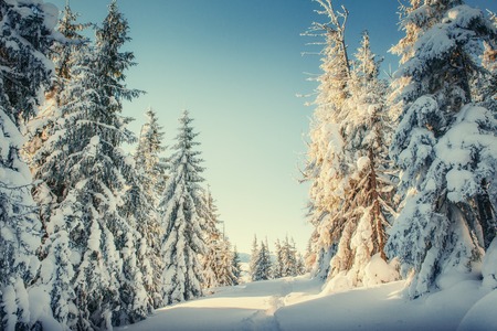 Fantastic winter landscape and trodden trailsの写真素材