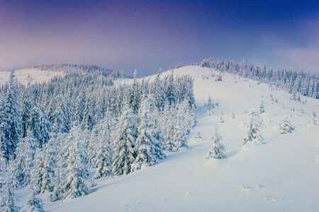 magical winter snow covered tree. Carpathian Ukraine Europe.の写真素材