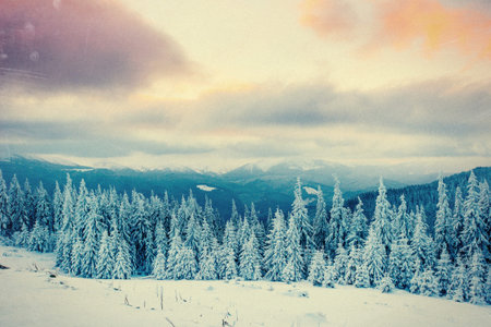 magical winter snow covered tree. Carpathian, Ukraine, Europeの写真素材