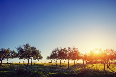 Tree shadow with sunsetの写真素材