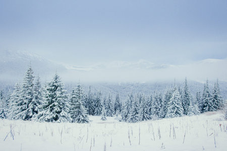 Winter landscape glowing by sunlight. Dramatic wintry scene.の写真素材