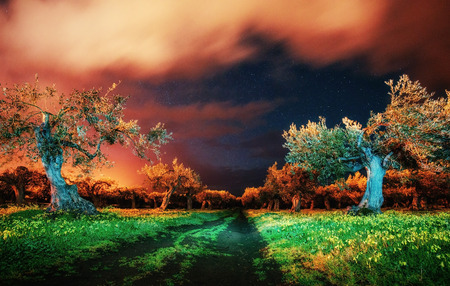 Trees under the starsの写真素材