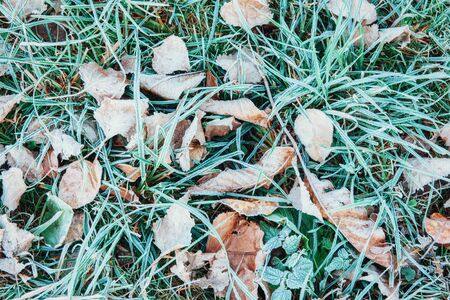 Frozen autumn leaves on the green grassの写真素材