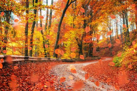 Sunlight breaks through the autumn leaves of treesの写真素材