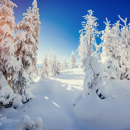 Fantastic winter landscape in the mountains of Ukraine. In anticの写真素材
