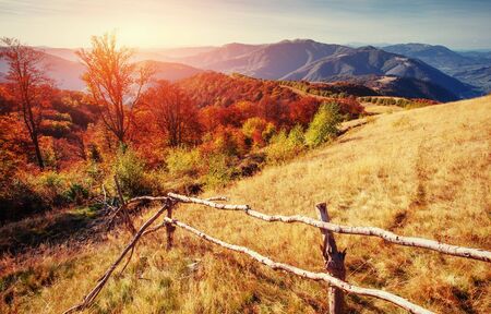 forest in sunny afternoon while autumn season. Carpathianの写真素材
