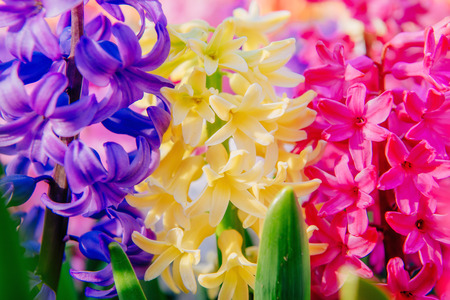 Group of beautiful multicolored hyacinths sunlight through red tulips Hollandの写真素材