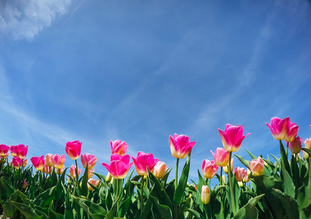 sunlight through red tulips field. Beauty world. Europeの写真素材