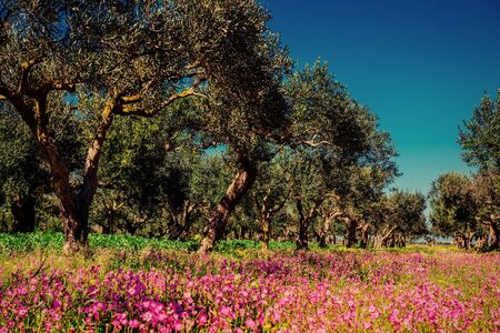 Fantastic views of the garden with blue sky. Mediterranean climaの写真素材