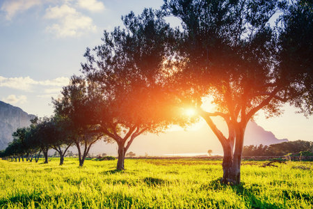 Tree shadow with sunset. Beauty world. Sicily. Italy. Europeの写真素材