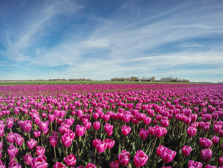 Group purple tulips against the sky. Spring landscape.の写真素材