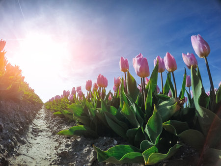 sunlight through red tulips field. Beauty world. Holland