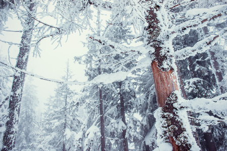 Strange branches covered with snowの写真素材