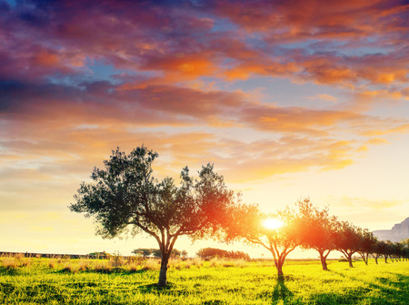 Tree shadow with sunset. Beauty world. Sicily Italy Europeの写真素材