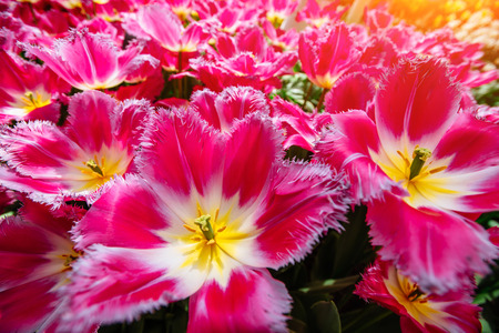 Beautiful pink blooming tulips curly. Keukenhof Flower Parkの写真素材