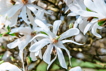 Beautiful pink spring flowers magnolia on a tree branchの写真素材