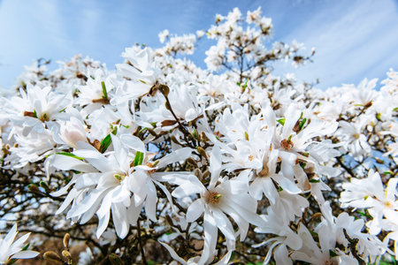 Beautiful pink spring flowers magnolia on a tree branchの写真素材