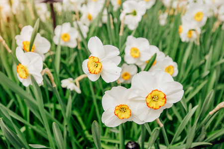 Yellow Daffodils in the gardens of Holland.の写真素材