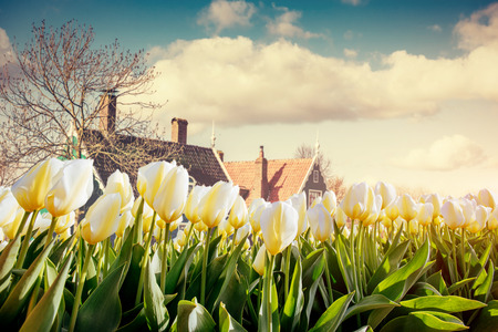 Yellow tulips on a background of blue sky. Hollandの写真素材
