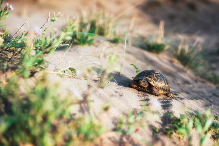 turtle goes slowly in the sand with its protective shell