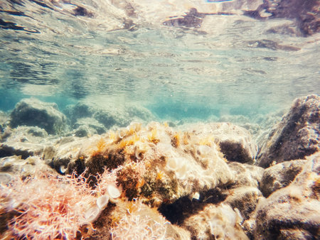 stones and seaweed underwater. Beauty world. Europe