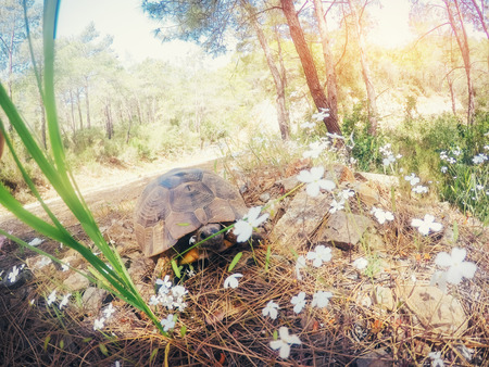 Beautiful overland turtle crawling on a sandy beachの写真素材