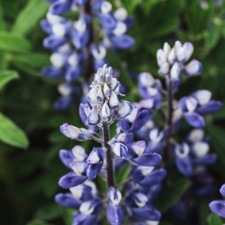 Wild blue lupine blooming in in summer.の写真素材