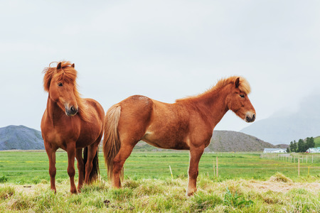Icelandic horses in the pasture overlooking the mountainsの写真素材
