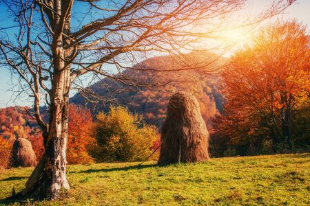 mountain range in the Carpathian Mountains in the autumn seasonの写真素材