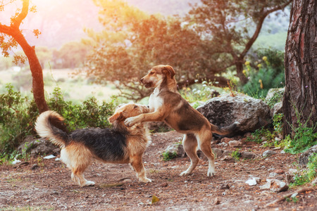 Two dogs fighting with each other Carpathians Ukraine Europeの写真素材