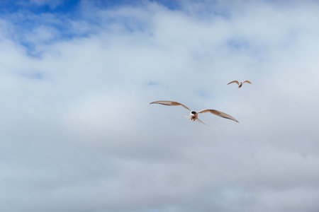 Arctic tern on white background - blue clouds. Icelandの写真素材