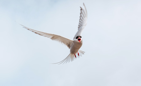 Arctic tern on white background - blue clouds. Icelandの写真素材