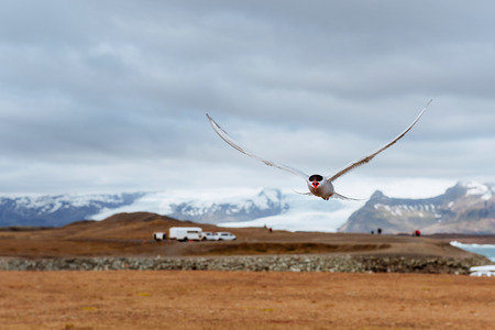 Arctic tern on white background - blue clouds.の写真素材