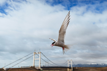 Arctic tern on white background - blue clouds.の写真素材