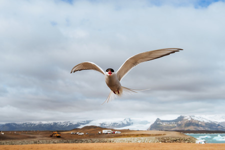 Arctic tern on white background - blue clouds.の写真素材