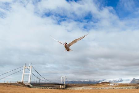 Arctic tern on white background - blue clouds. Icelandの写真素材