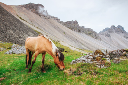 Charming Icelandic horses in a pasture with mountainsの写真素材