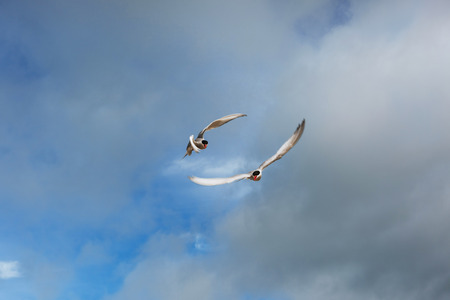 Arctic tern on white background - blue clouds. Icelandの写真素材