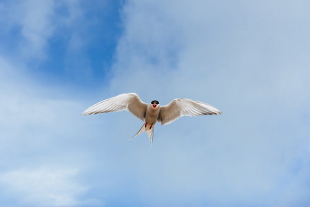 Arctic tern on white background - blue clouds. Iceland