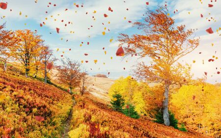 birch forest in sunny afternoon while autumn seasonの写真素材