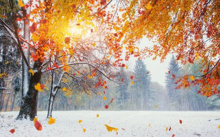 Light breaks through the autumn leaves of treesの写真素材