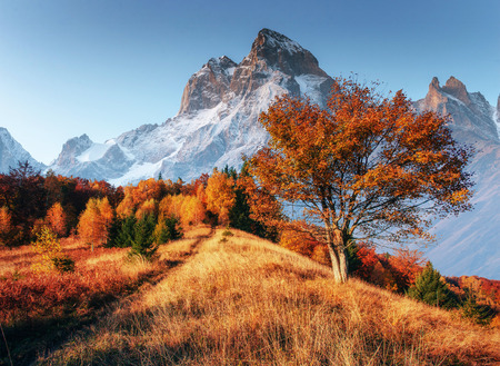 Fantastic collage of snowy peaks in the morning sunlight. Autumnの写真素材