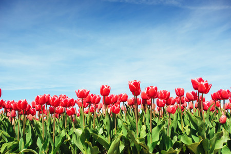 Beautiful red tulip field in the Netherlands. Fantastic event wiの写真素材