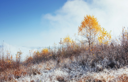 birch forest in sunny afternoon while autumn season. October mouの写真素材